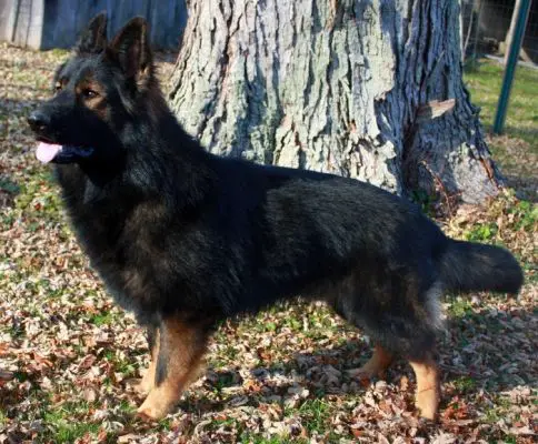 German Shepherd Do They Shed Goldenacresdogs Com