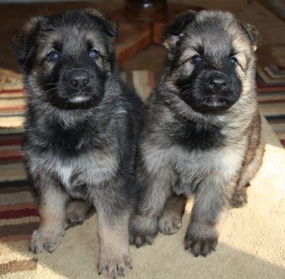 4 week old german shepherd puppies