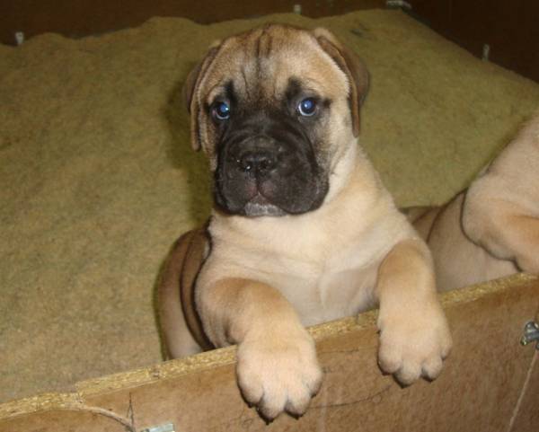 Hello everyone. Come here to introduce myself. I'm in Portugal - Algarve and my name is Bailefour. I have 4 and a half months, I am a Bullmastiff and I am a happy dog. nice to meet you.