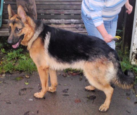 photo of marbercroft noble duke