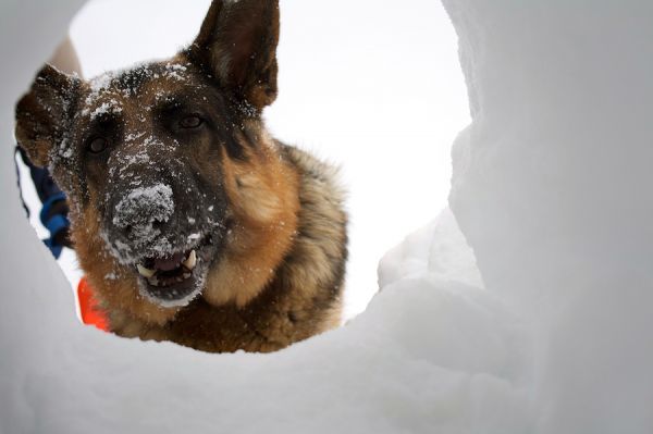 SAR dog at snow rescue