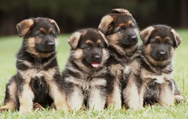Four German Shepherd puppies