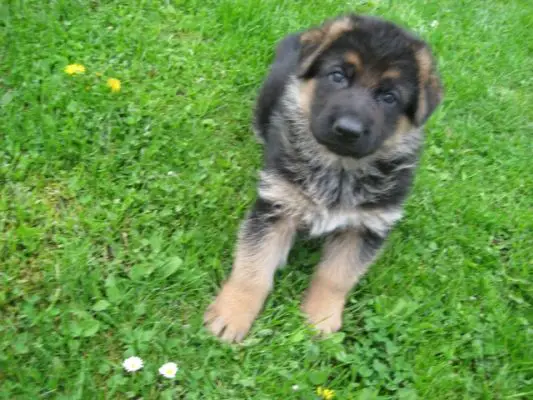 www.germanshepherdsetc.com