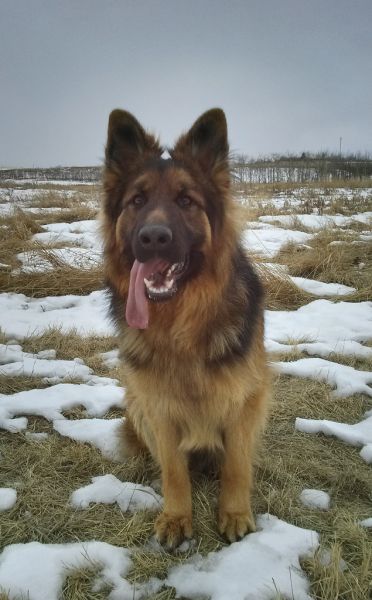 Rex - Head shot @ 14months