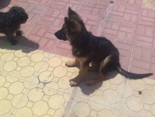 Is My German Shepherd A Long Are Short Coat Page 1