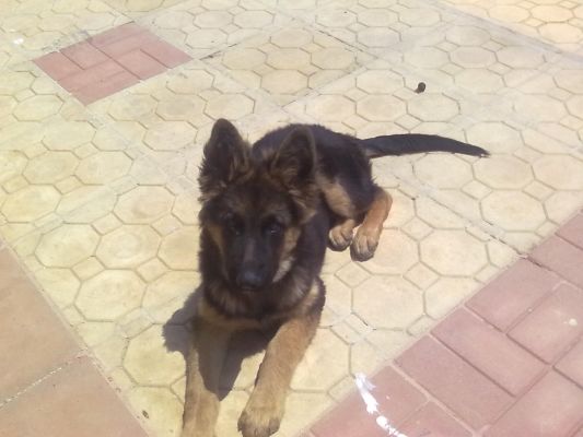 medium coat german shepherd puppies