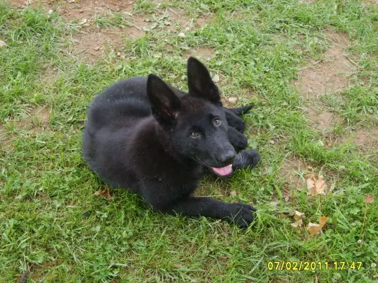 Newborn German Shepherd Puppy Weight : Zeus - 16 month old male German Shepherd Dog available for ... - We did not find results for: