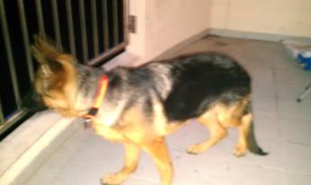 toska @4/5 months