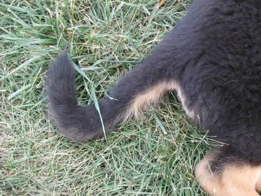 tail at 12 weeks old