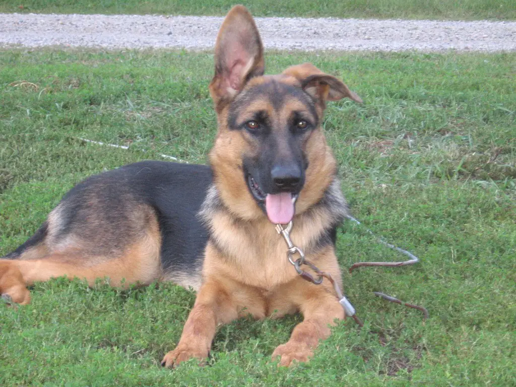 taping german shepherd ears