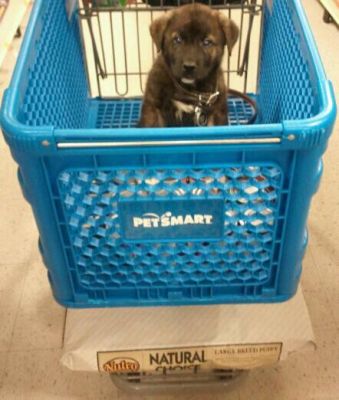 This was the first week of November with a trip to petsmart, approx 6 weeks