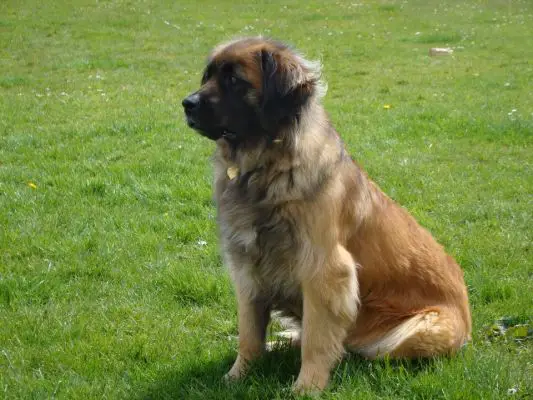 leonberger golden retriever mix gallery for gt leonberger golden retriever mix leonberger golden retriever mix gallery for gt leonberger golden retriever mix