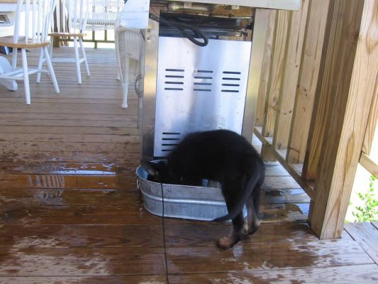 indestructible dog water bowl