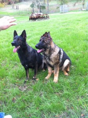 plush coat sable german shepherd