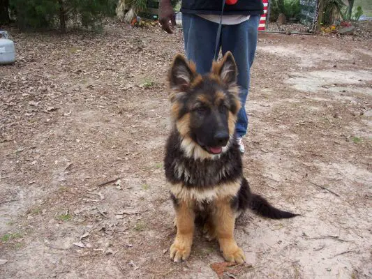 plush coat gsd puppy