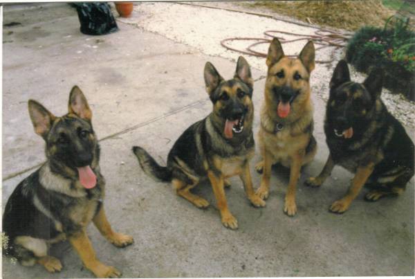 black and tan gsd