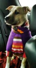 PitBullMommy