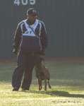 Northeast Malinois