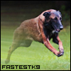 FastestK9inVT