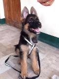 Borskitok