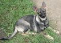 forloveofdogs