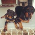 Rottiegirl