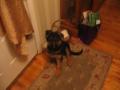 LeoDe
