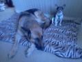 gsdandchilover