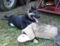K-9mom