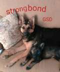 strongbond