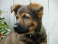 EduCanine