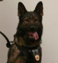 k9cop5