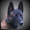nierlenders ringsport malinois