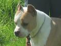 roxiedog