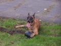 K9riot