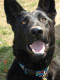 WillowValleyGSD
