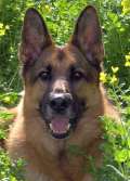 K9gsdlvr