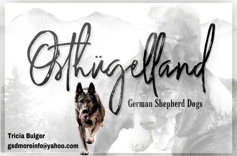 Osthügelland German Shepherd Dogs