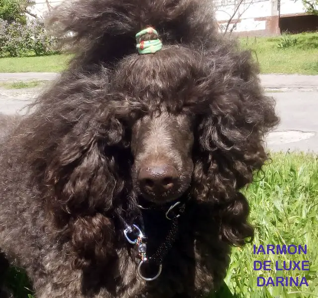 Larmon de Luxe (brown standart poodles)