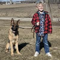 House Trained Young Adult GSD