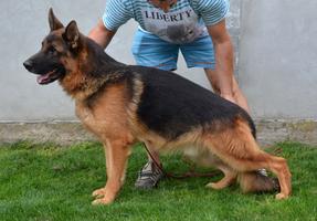West German Shepherd Show Line male, imported from