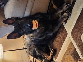 10 month old Sable male working line GSD for sale