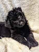 Solid Black LC Showline Female Puppy