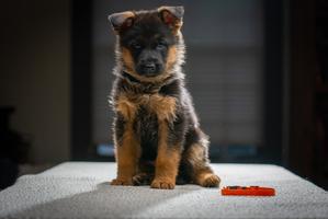 GSD Puppy-TITLED & Health Tested Parents