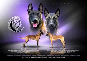 Belgian Malinois - Due in May