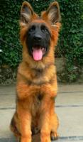 Top male sable puppy from SG4 BSZS