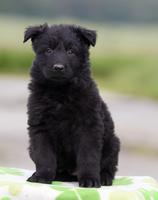 Long coat puppy male for sale - solid black