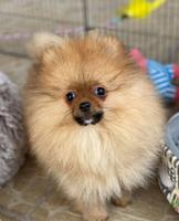Purebred Pomeranian puppies, two and a half months