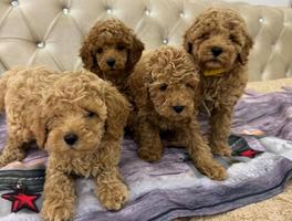 Purebred Toy Poodle puppies from two and a half mo