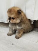 Beautiful Pomeranian Spitz puppies